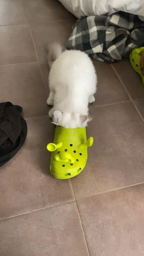 Foto 1